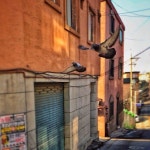 pigeon #flying #bird #서울 #해방촌 #비둘기 #날다 #ソウル #鳩 / #골목 #짐승 #길 / 서울 용산 용산 / 2013 12… | 짐승, 사진
