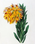 Antique Botanical Print By Maund. Found On Google Search | 색연필