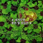 ★ 새겨두면 좋은 말 삼십언 ★    1. 세상 모든 일은 다 사소하다. 2. 당신만 생각하고 있는 사람은 아무도 없다. 3. 나쁜 일은 그냥 흘러가게... 