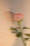 흔들리는 꽃 | Flower aesthetic, Flower iphone wallpaper, Flowers