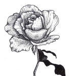 hand drawn ink illustration big beautiful rose in stippling technique #ink #illu... - | 장미