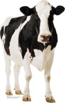 holstein cow photography - Google Search | 동물, 그림, 스티커