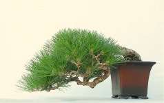 Japanese Black Pine (Pinus thunbergii) | 분재