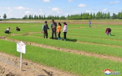 벼모판관리를 주인답게 -대성구역 대성남새전문협동농장에서-