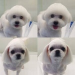 스타일독  애견미용 분양호텔용품픽업... 043-287-8253 #청주 #용암동 #애견샵   충북 청주시 용암동 1850번지 스타일독  애견미용... 