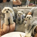 북한산 개이트 미키는 스스로 간식이랑 하네스까지 다 챙기고 배낭도 짊어 맺지만 .. 혼자 문을 열줄 몰라서 못왔다고한다 .......... 
