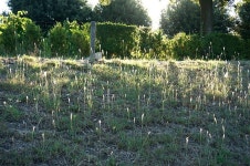 Giardino di Boboli, Palazzo Pitti, Firenze, Italy 피렌체 피티 궁전 보볼리 정원의 아침 햇살 | 이탈리아 여행, 이탈리아, 여행
