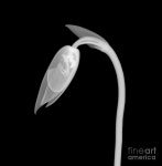 blooming에 있는 Ik Cho님의 핀