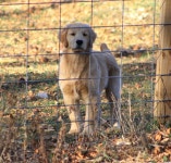 이미지: 개, 실외 | Golden retriever, Dogs, Retriever