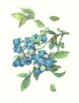 blueberries watercolor on Behance | 수채화 아트, 꽃 그리기, 수채화