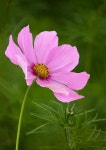 Resultado de imagem para flower | 꽃 그리기, 꽃, 꽃 사진