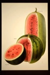 Watermelon Wall Decor Fruit Wall Art Kitchen Decor Garden | 수박, 팝아트, 야채