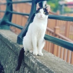 #미묘 #고양이 #고양이스타그램 #고양이그램 #냥스타그램 #캣스타그램 #동네고양이 #길고양이 #사지말고입양하세요 #kedi... 