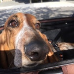 #펫덴#하운드#바셋하운드#강아지#치석#펫#basset#hound#dog#petden#pet#犬 #バセットハウンド #ハウンド#ペットショップ  #펫덴... 