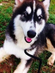 Siberian husky(이미지 포함) | 개