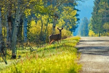 Deer Surprise Yale-Kilgore Rd. Island Park, Idaho | 사슴
