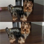 #요크셔테리어 #요키 #puppy #강아지 #YorkshireTerrier #Terrier #산책 #소형견 #애견 #dog #꼬야 #Ccoya | 요키, 애견, 강아지