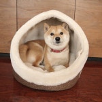 #豆柴 #柴犬  #shiba #doginstagram #shibainu #shibadog #犬 #petstagram  #dog #赤柴 #日本犬 #日本  #멍스타그램 #개스타그램 #시…