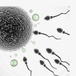 현미경 아래에서 정자 | Stock photos, Royalty free images, Image