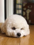 Insil Lee님이 Doggg에 올린 아이디어