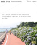 [카드뉴스] 메밀꽃, 수국, 선인장…여심 감싸는 여름의 제주 : 네이버 포스트 | 수국, 여행
