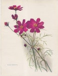 cosmos | 꽃