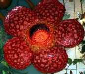 식충식물 - Google Search | 식물