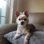 미용선생님이 바뀌셨는데 내가 순심이 썸머컷 해주는게 소원이랬더니 최선을 다해주셨어요. 열심히 길러볼께요 #목도리도마뱀... 