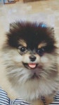 긍정적인 생각에 있는 서영 조님의 핀 | 개, 애견, 연안