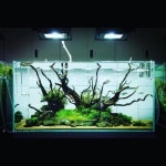 수족관에 있는 원택님의 핀 | 아쿠아리움, 수족관, 아쿠아