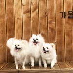 우리가조쿠 셋이뭉치면 깡패  #포메라니안 #부산 #일상 #일요일 #강아지 #daily #선팔하면맞팔 #강사모 #부산애견카페 #개들랜드 #ootd... 