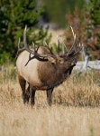 Pin by 배순옥 on 사슴 | Bull elk, Elk pictures, Elk