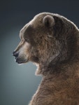 Jill Greenberg: horse & bear portraits | 곰, 동물, 자연