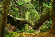 우거진 정글숲 풍경, 자연속 정글사진모음 | Magical forest, Magic forest, Middle earth