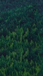 핸드폰 배경화면 / 초고화질 다운로드 4 #wallpaper #quotes #iphone | Tree wallpaper iphone, Forest wallpaper, Tree wallpaper