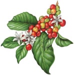 Image result for coffee plant illustration | 커피 꽃, 식물, 식물 세밀화