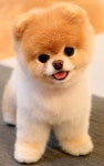 cute | Puppy | Dog | animal | pets | 애완동물 제품, 행복한 개