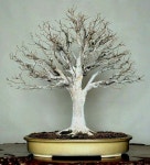 Pin de 성숙 홍 en 국화 분재 | Bonsai, Comprar bonsai, Árboles bonsai