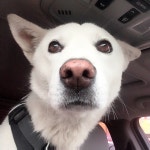 진돗개 개스타그램  강아지 백구 반려견 dogstagram dog 호야 복실이 견스타그램 멍스타그램 중형견 instadog 댕댕이 | Dogs... 