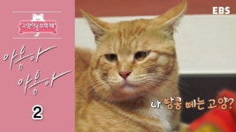 고양이를 부탁해 - 아옹아 아옹아_#002 | Animals