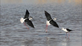 장다리물때새 4 K - YouTube | 동물