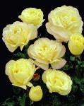 Rose 'Grandpa Dickson' • Rosa 'Grandpa Dickson' • Plants & Flowers • 99Roots.com | 장미