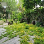 좀씀바귀 꽃밭 #야생화마당 #공방마당 | 꽃밭, 마당, 야생화