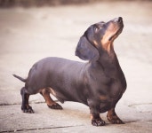 Dachshund Custom dog oil portrait Pet art commission artwork commission Pet lover Home decor Dog dra | 공룡