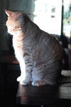 Shady Cat GIF Gallery | 고양이