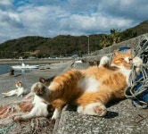 야옹이에 있는 지언 박님의 핀 - 2020 | 고양이 사진, 고양이