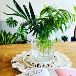 시원한여름 인테리어식물야자🌴절엽도있어요🌿💕  sweetribbon 꽃모닝 야자 여름 인테리어 식물 야자수 🌴 보태니컬 트로피컬... 