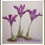 #植物画 #botanicalart #iris #ミニアイリス | 아트