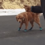 강아지한테 처음 신발 신겨줬을때.gif