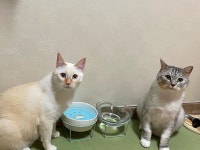 비오랑같이 찍으니까 쇼이가 쪼꼬미처럼 보인다 우린 둔둔이들... | Small cat, Cats, Pets